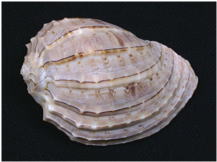 世界の貝 Page 076 ( 32 Species ) Seashells around the world A