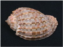 世界の貝 Page 076 ( 32 Species ) Seashells around the world A