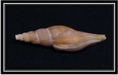 世界の貝 Page 075 ( 25 Species ) Seashells around the world A ...