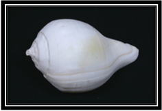 世界の貝 Page 075 ( 25 Species ) Seashells around the world A ...